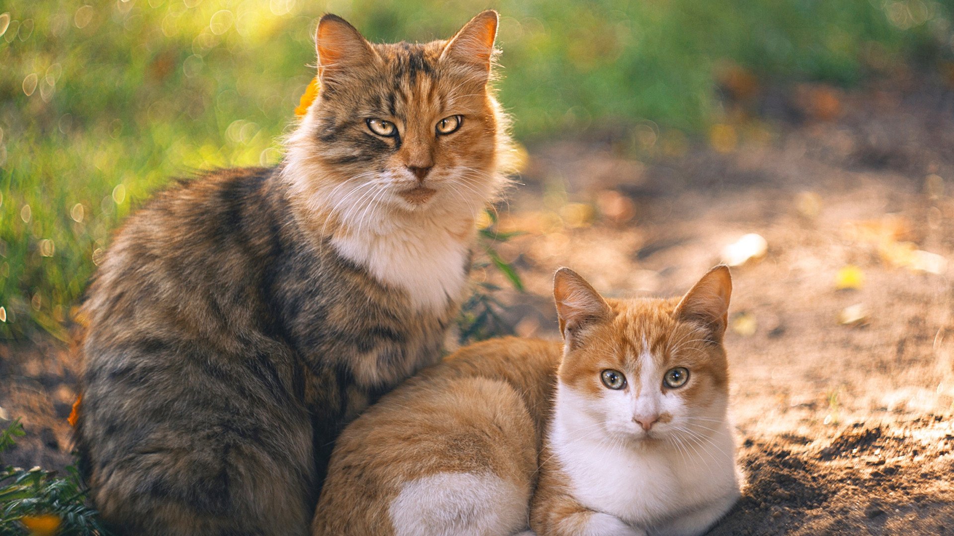 Jiu You-_火箭逐步复苏，季后赛冲刺在即_，火箭队季后赛视频录像回放