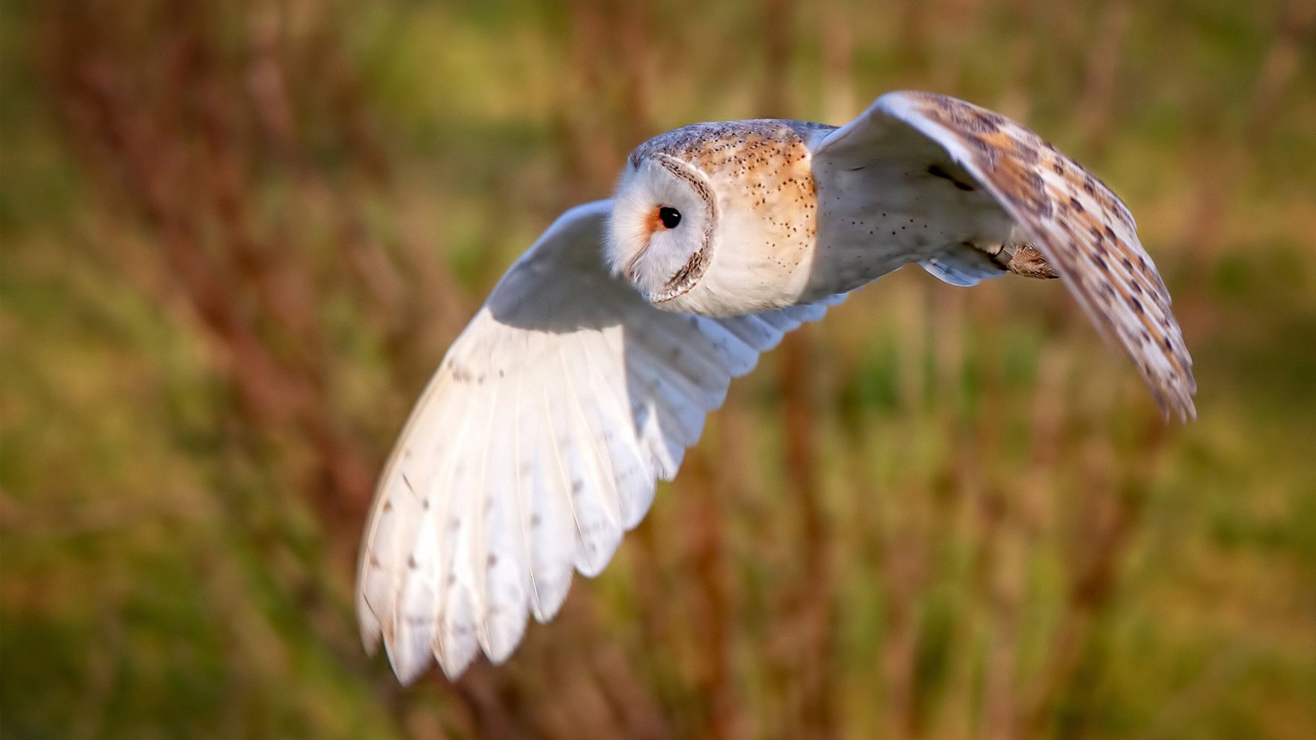 九游娱乐(jiuyou)官网-“法甲豪门板凳深厚，争夺冠军底气充足”，法甲为何没有豪门俱乐部