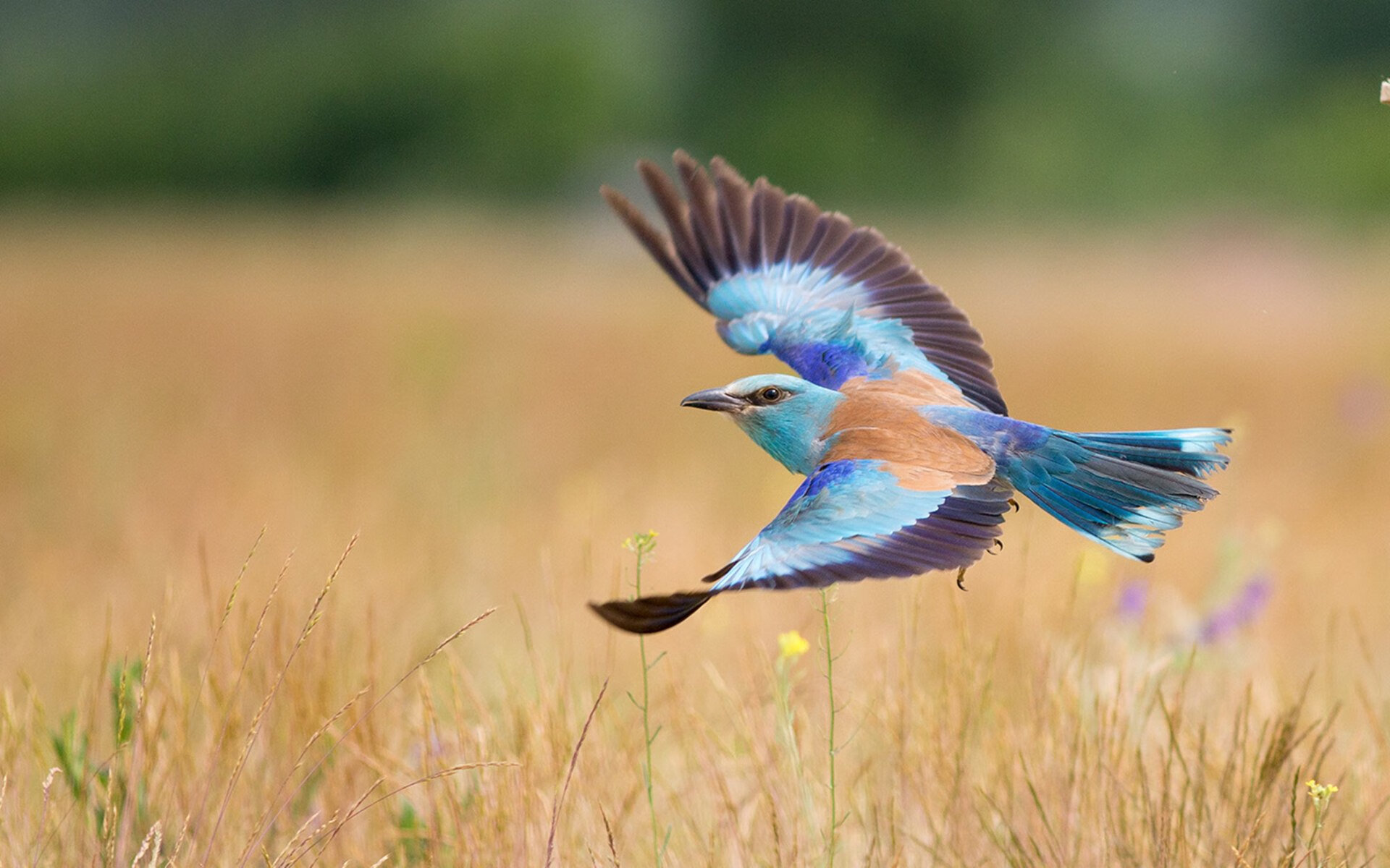 《全球电竞联赛布局:区域赛逐步扩大影响力》,电竞全球总结赛