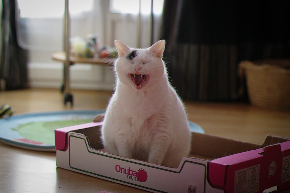 世界沙滩排球橙色战队对抗,浪漫海岸线的激情碰撞,沙滩排球世界冠军