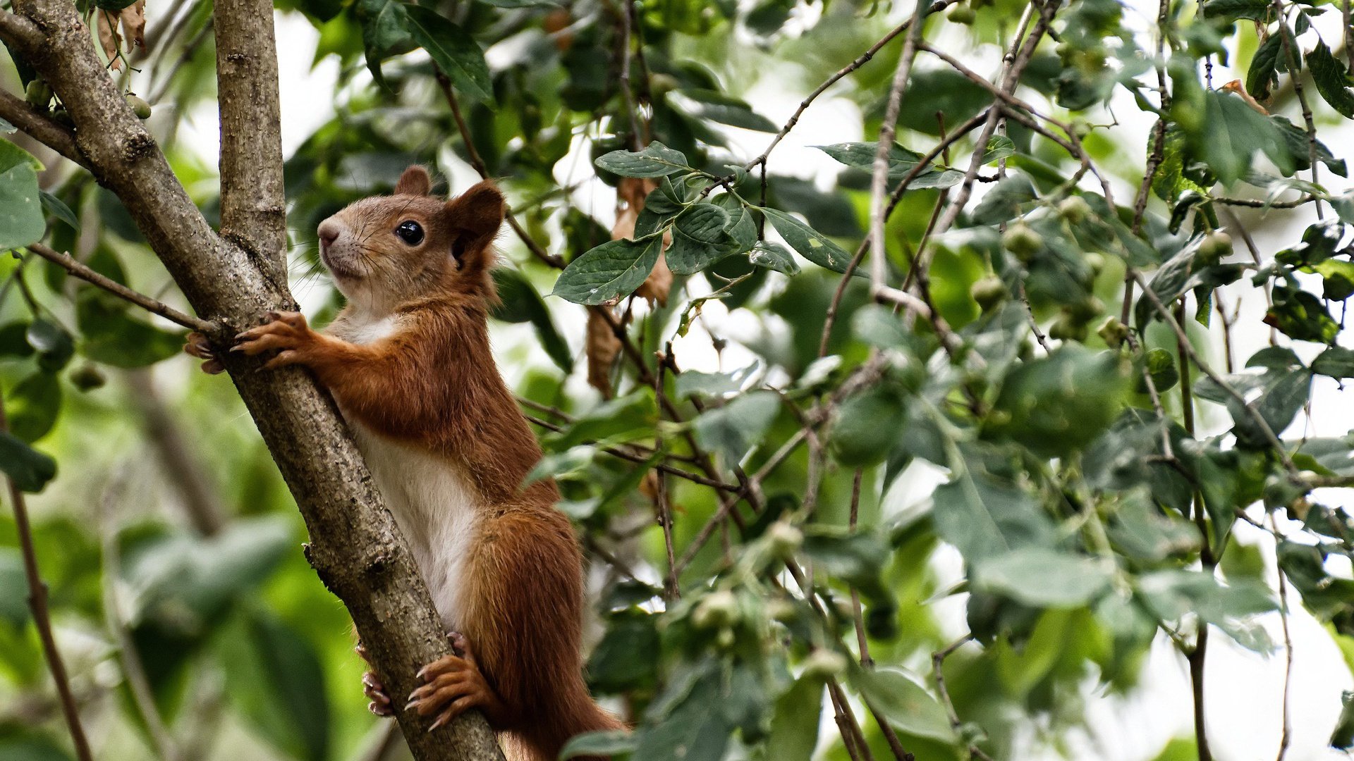 史上最“爆炸”逆转:那场比赛让所有观众疯狂!,爆炸排名视频