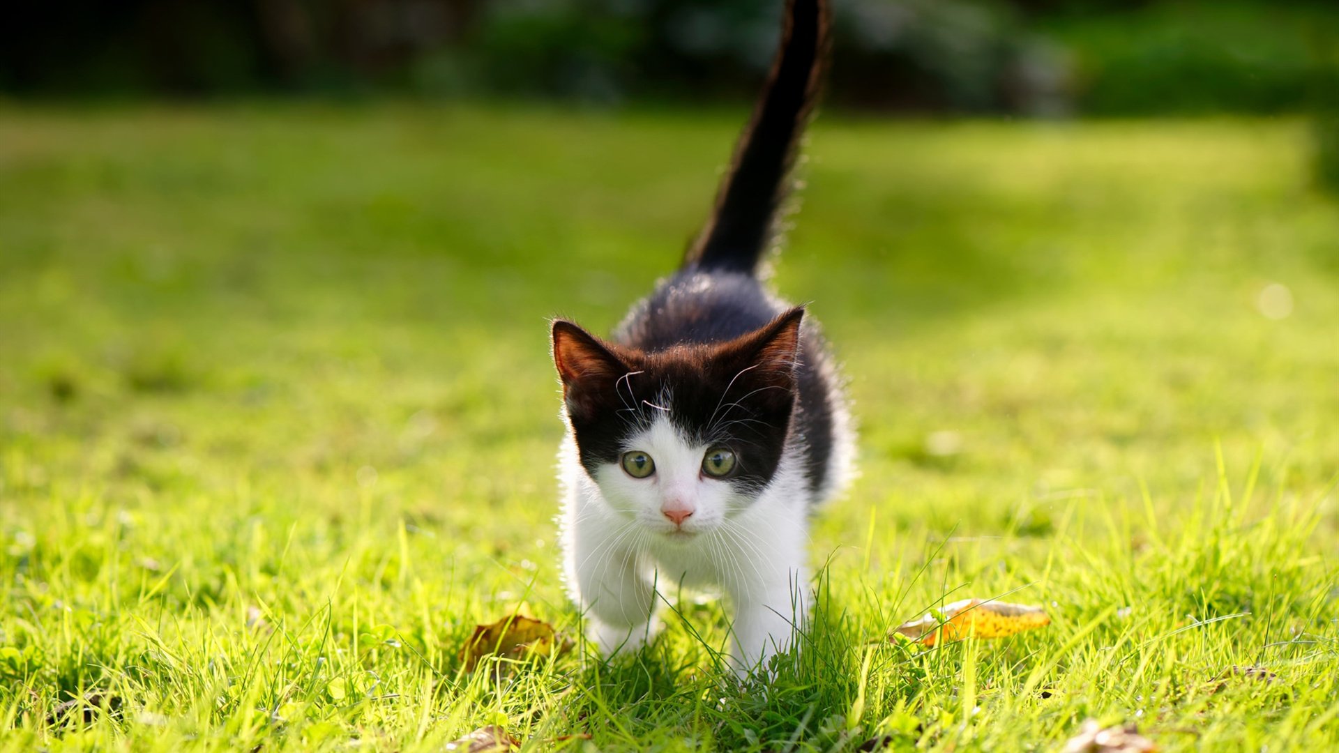 广州队引进外援,锋线实力大增,广州队的外援