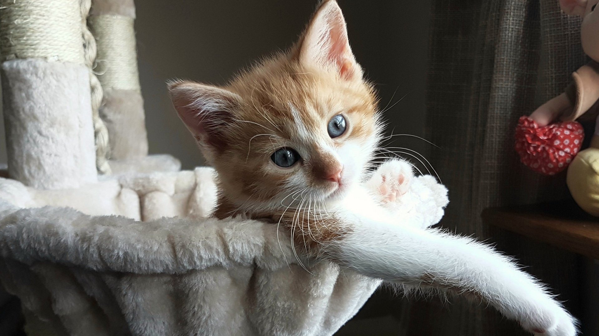 九游-德国男子100米选手在预赛中表现出色，晋级半决赛，德国女子100米运动员luckenkemper