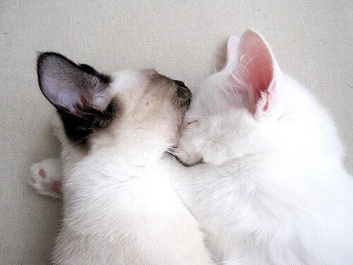 海外赛场:外国运动员带来不同风采,海外球员