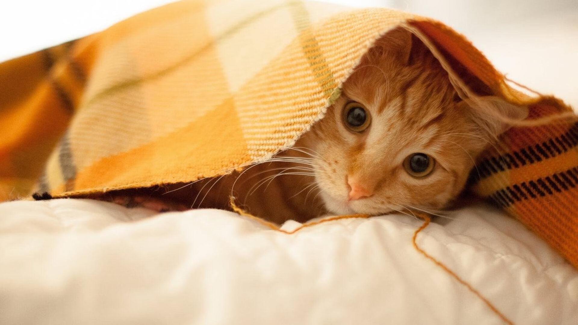 法甲:巴黎4-0大胜蒙彼利埃,姆巴佩梅开二度,大巴黎4-0大胜 姆巴佩2球