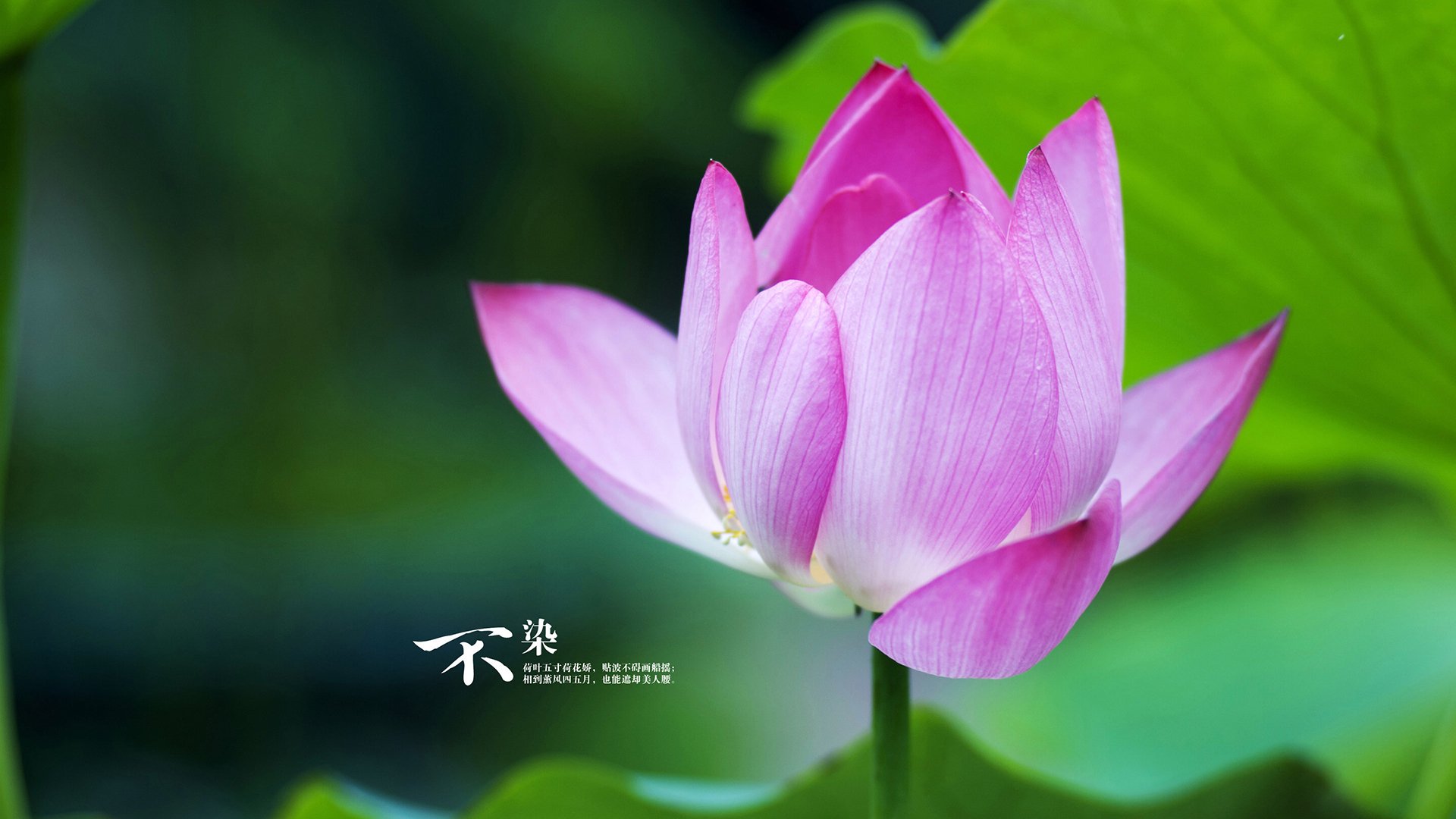 科洛·穆瓦尼加盟拜仁慕尼黑,穆科科转会费