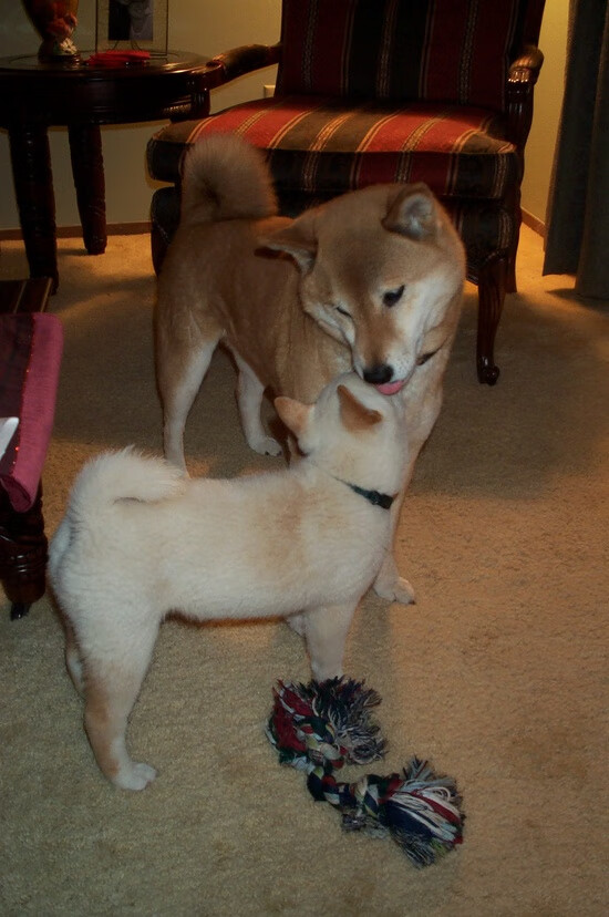 九游游戏中心官网-科比单场81分，刷新NBA历史纪录的超级表现！，科比nba单场最高得分