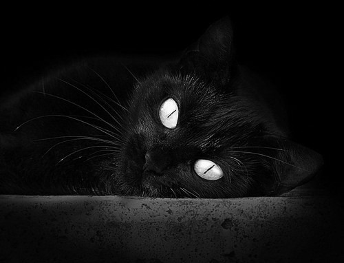 血脉传承:车手家族的赛车世家,赛车手家里都很有钱吗