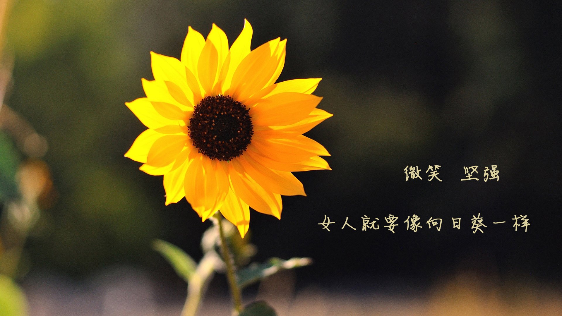 荷兰骑手 Maikel van der Vleuten 在巴黎奥运会个人障碍赛中荣获铜牌,为国家争光。