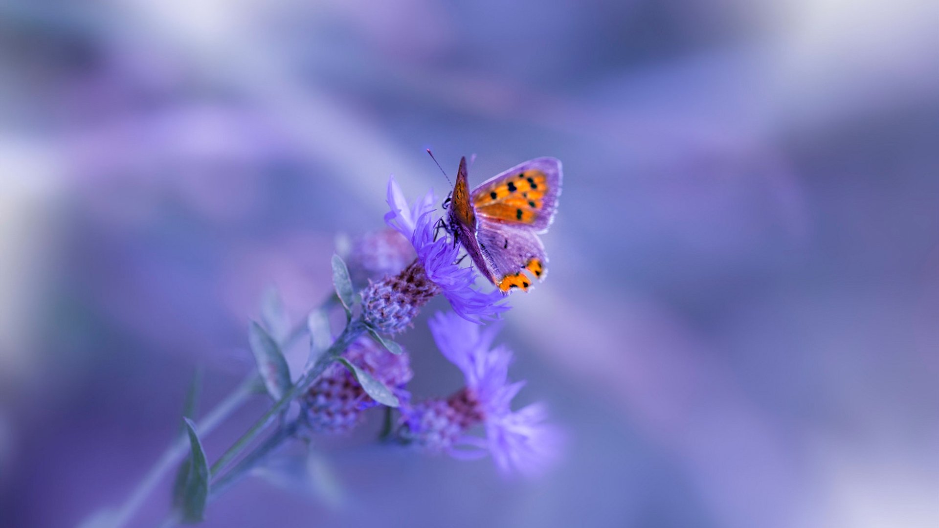 足球城市挑战赛成功拉动文旅消费,足球示范城市