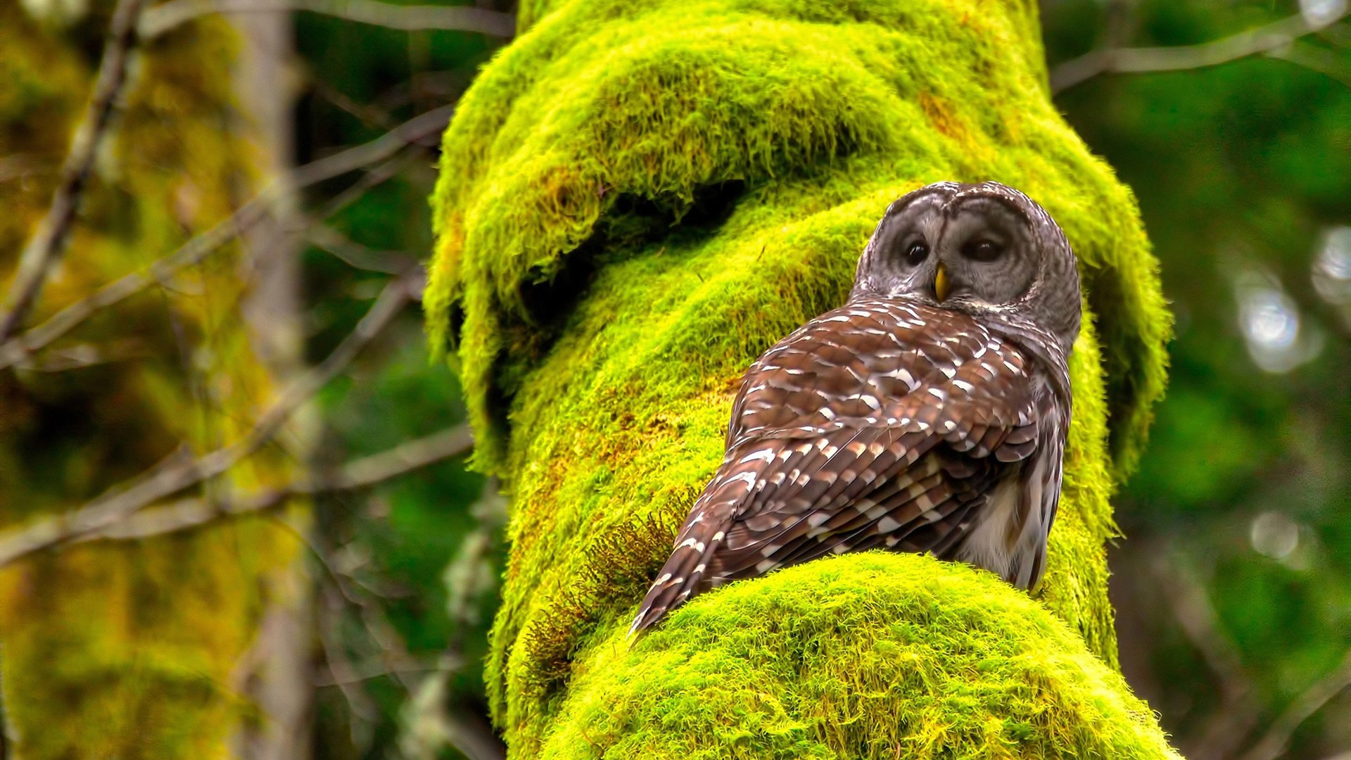 逆风而行:那些用信念书写奇迹的球队,写逆风前行的名言