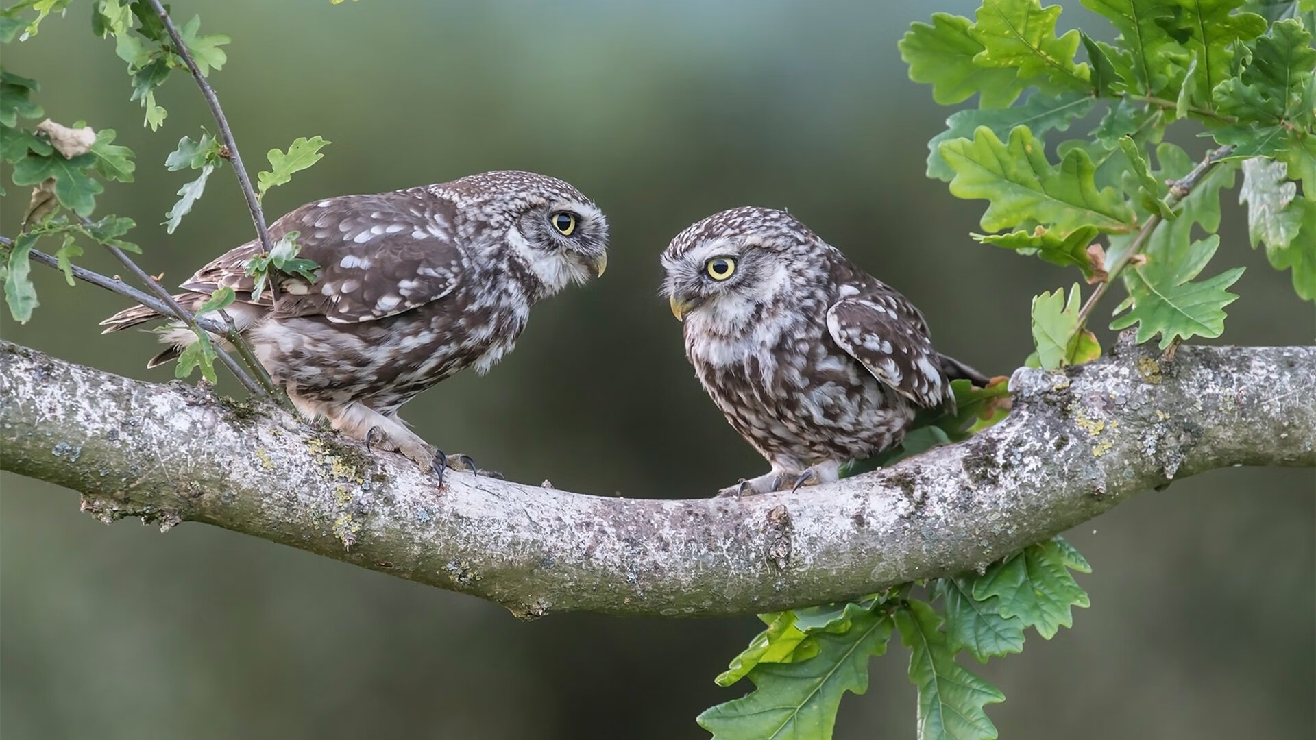 高尔夫大师赛:新秀夺冠,未来可期,高尔夫大师杯2020