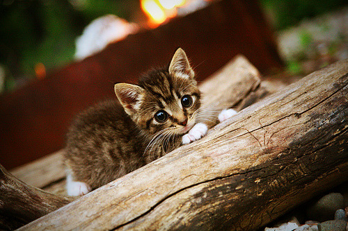 九游APP官网-高原滑雪体验日，享受雪域的纯净快乐，高原滑雪图标
