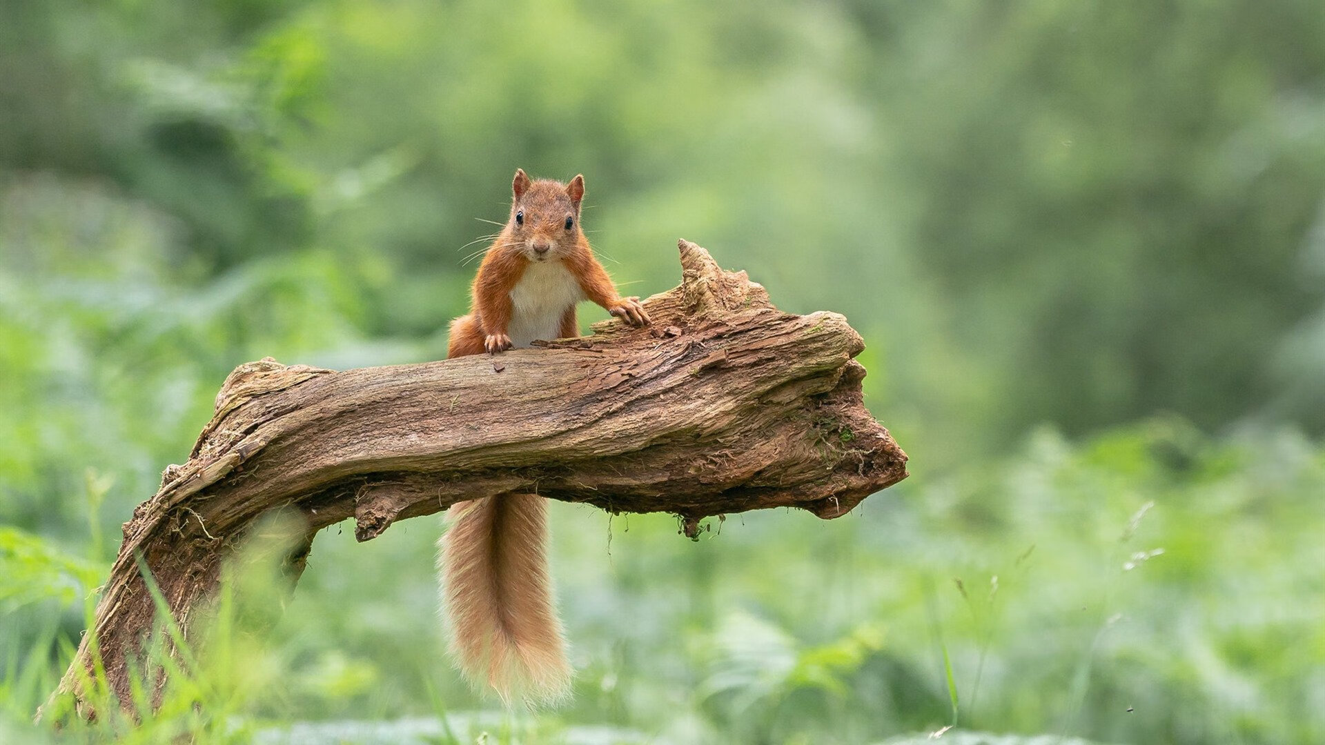 FIFA发文祝贺伊朗:“勇气与智慧并存的球队”