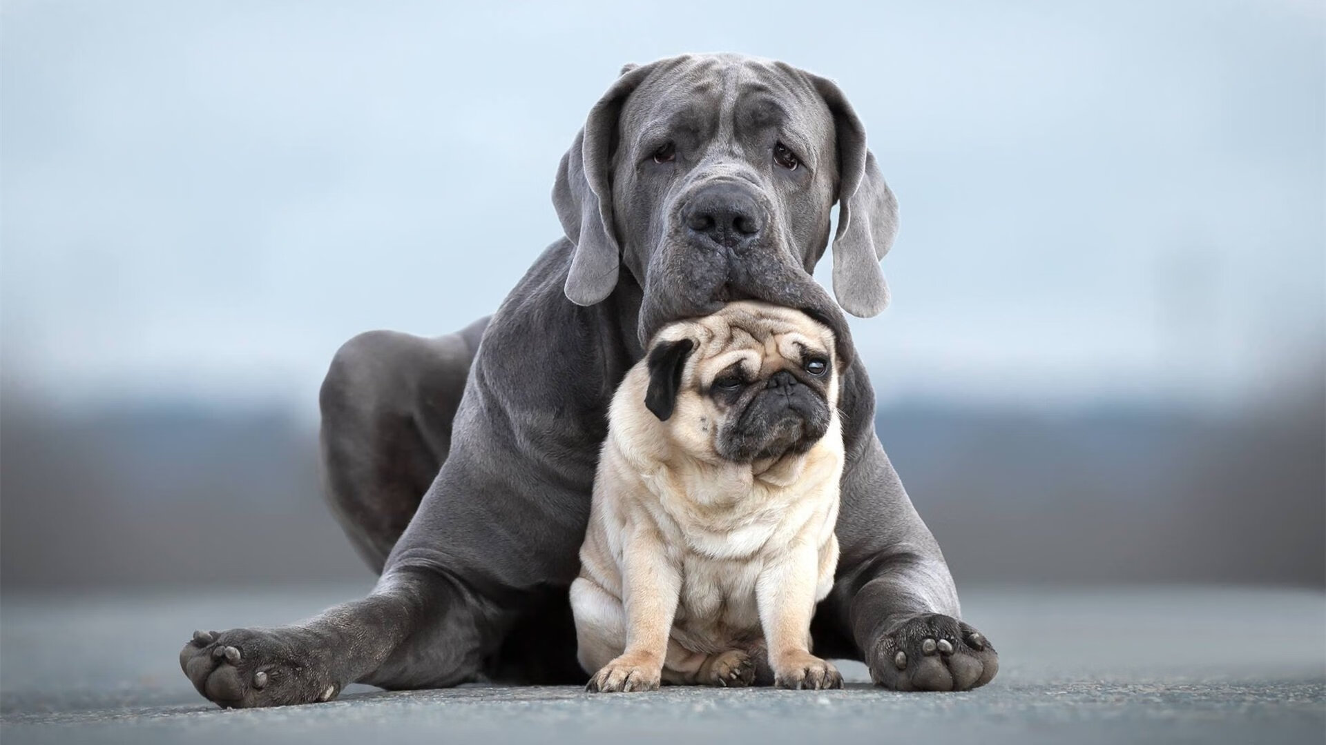 FaZe内部探讨LOL战队运营结构,lol战队介绍