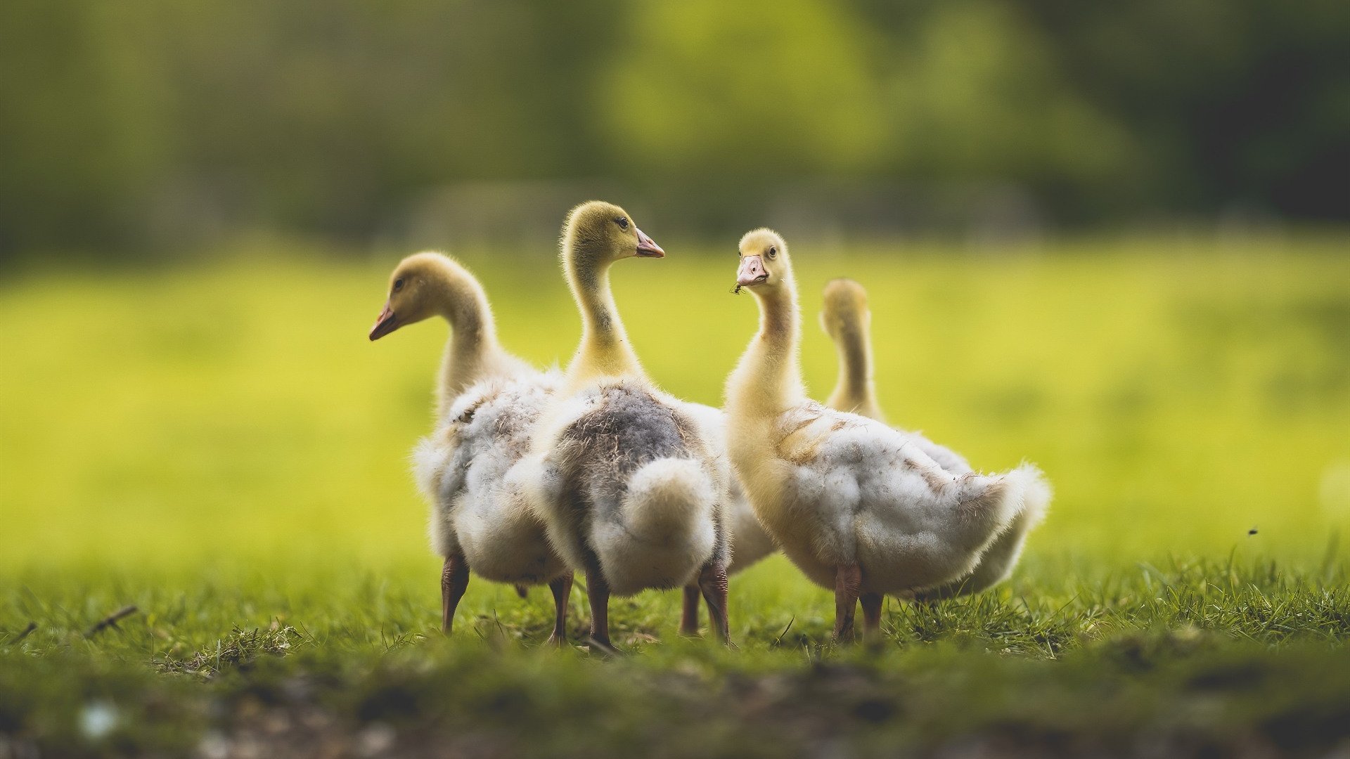 RNG防守端表现提升明显,rng防御塔