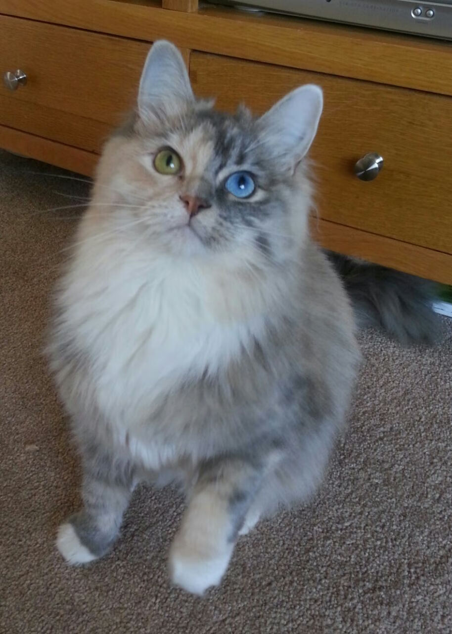 中国男子体操全能夺冠,孙炜表现稳健收获满堂彩,中国男子体操全能冠军都有谁