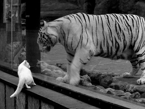 九游APP官网-伊朗男足在巴黎奥运会上展示了高水平的比赛状态，伊朗男足进过几次世界杯