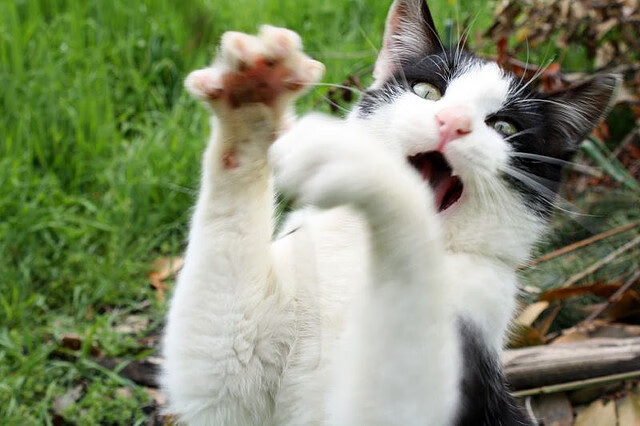 博卡青年防守端抢断次数增加,博卡青年队主场在哪儿