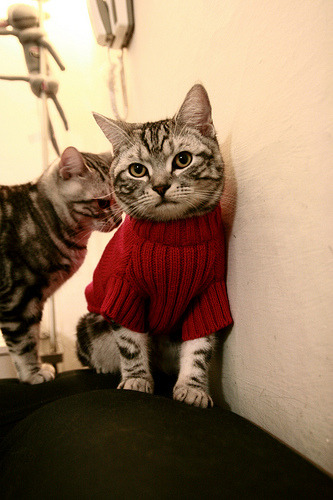 埃弗顿客场大胜诺里奇,豪取三分,埃弗顿队